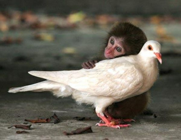 beautiful animal pictures - a little monkey and white dove