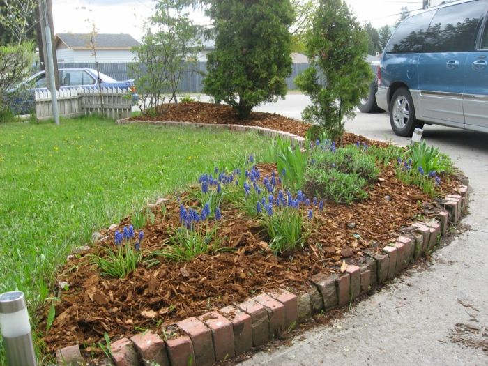 Idei de curte ideale în flori albastru de primăvară nu planta iarba