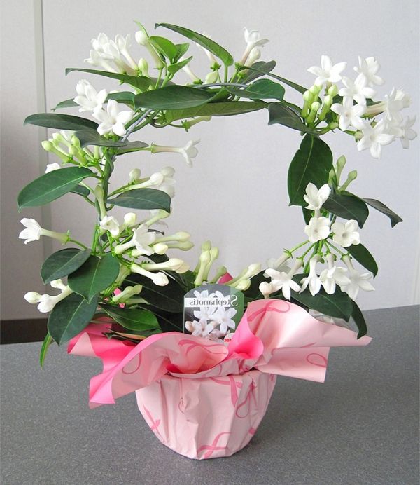 bela grinalda-Blooming houseplant loop-de-casa