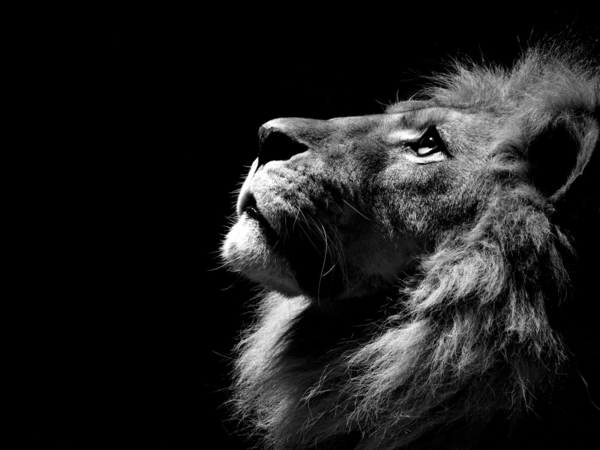 vacker Lion Pride