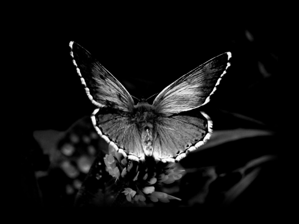 krásny motýľ-black-background
