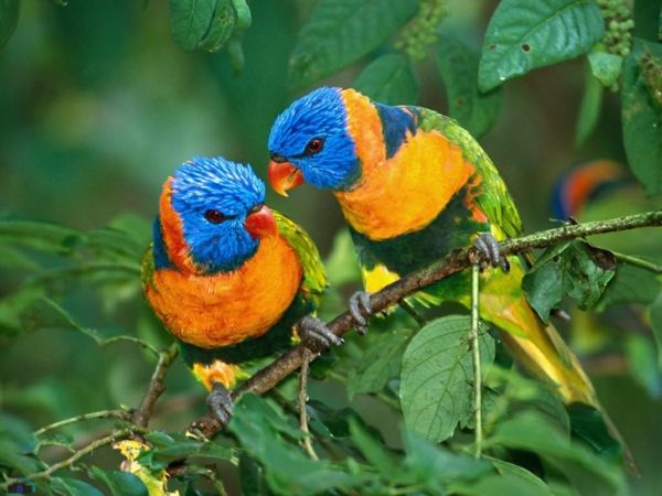 vackra Parrot Parrot Parrot-buy-buy-papegoja tapeter färg Parrot