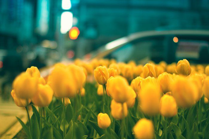 Gražus Nuotraukų geltonų tulpių