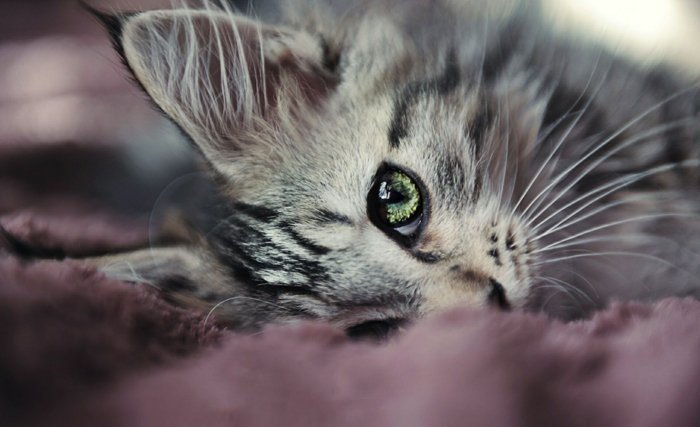 Cat dulce frumos imagine pisica dulce pisoi cu-frumos-verde-ochi