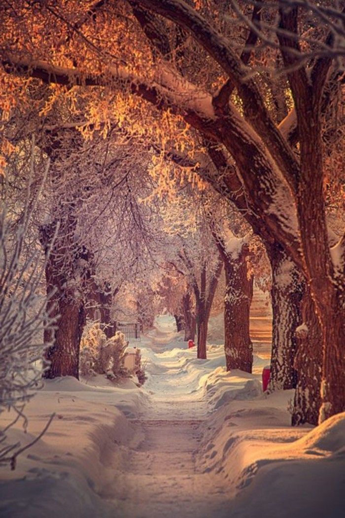 belo caminho imagem inverno na neve-under-the-árvores