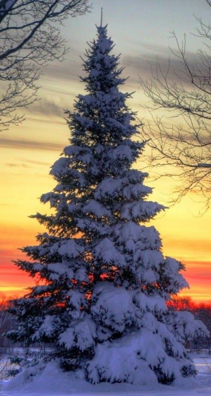 güzel bir kış resim çam ağacı kaplı-ile-kar-on-günbatımı
