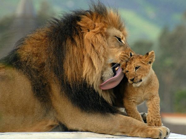 piękne-obraz-zwierząt-lew-ojciec i dziecko