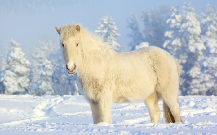 frumos-cal-in-alb-zăpadă