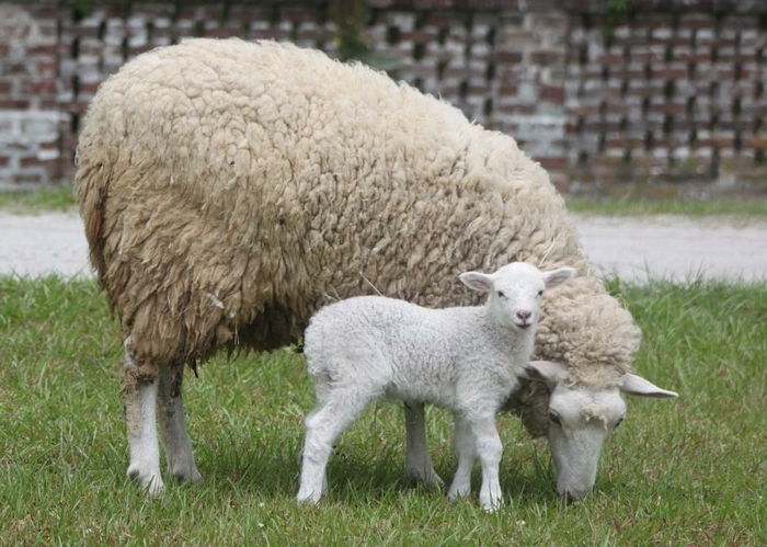 małe owieczki i owce, dziecko i matka, zdjęcia najsłodszych zwierzątka na świecie