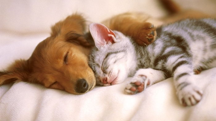 zeer grappige foto's van de goede nacht voor WhatsApp - een grijze slapende kleine kat en een slapende kleine hond