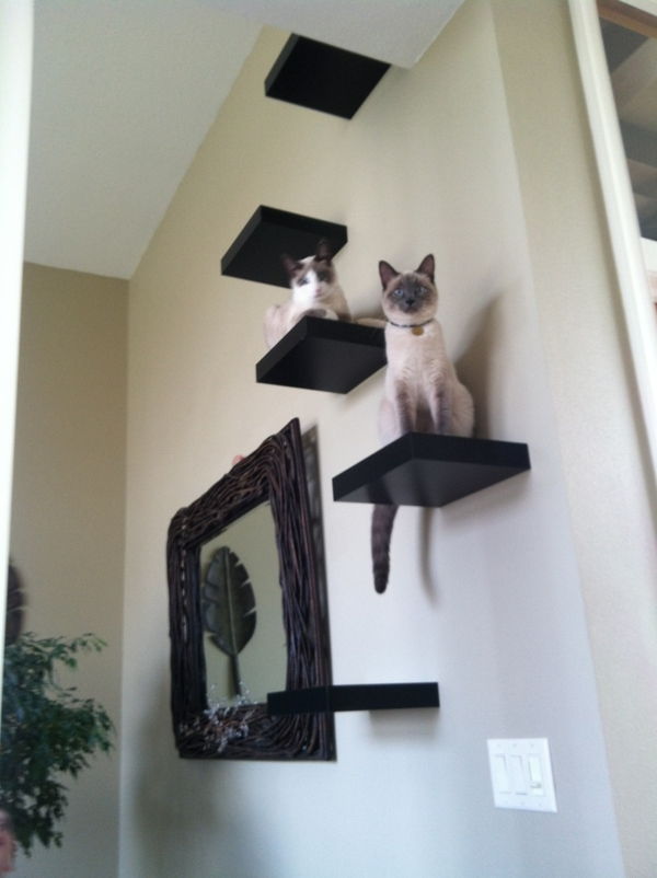 rafturi înguste - pe un perete alb - cu două pisici pe ea