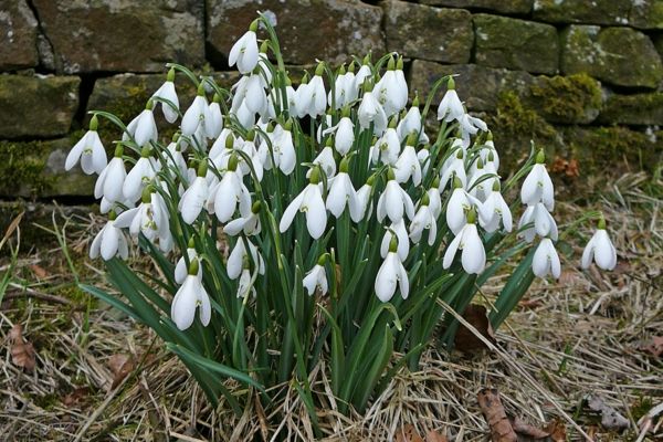 Ghiocel Galanthus-the-prima-flori-de-ani-zăpadă-alb-floral-in-gradina