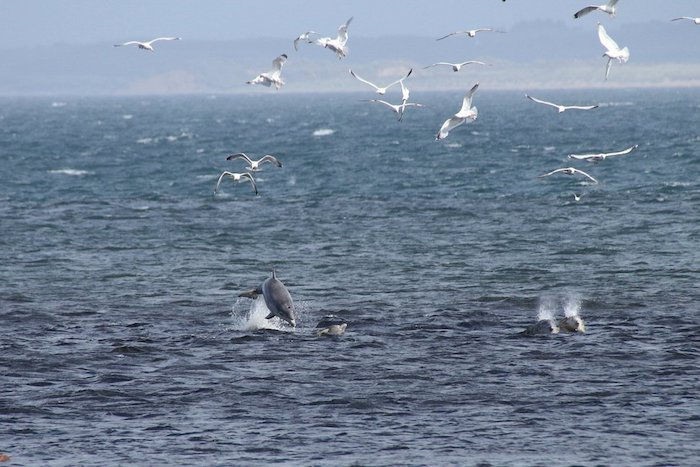 mare con tanti piccoli delfini nel salto e molti uccelli bianchi volanti - ottima idea per le immagini dei delfini a tema
