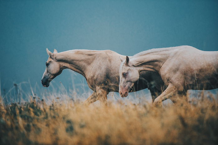 nog een foto met twee wilde, bruine paarden met witte manen en zwarte en blauwe ogen, gras en bos - over het onderwerp paardenhelden en paardenfoto's