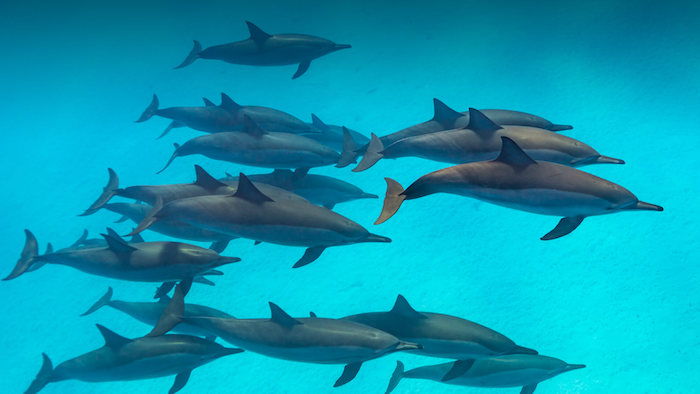 Plaukiojantys pilka delfinai baseine su aiškiu mėlynu vandeniu