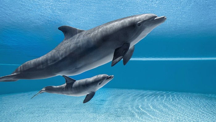 en liten och en stor grå delfin simmar i en pool med ett blått grått vatten