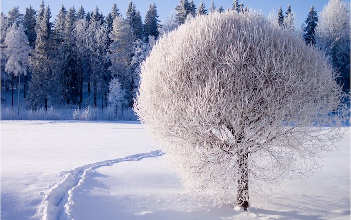 et hvitt tre med snø - en skog med mange trær - vakker vinterbilled