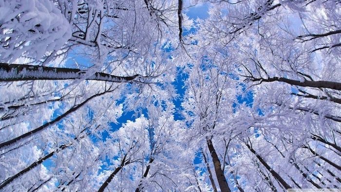 un cer albastru - o pădure cu copaci mari albi cu zăpadă