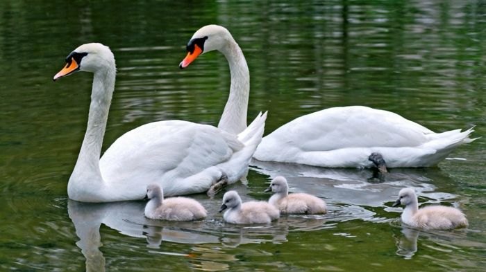 prachtige zwanenfamilie, ouders en vier baby's, maak kennis met de natuur dichterbij
