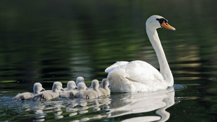 vakker svanefamilie, mor med sine babyer, dykk inn i dyreriket - bilder og fakta