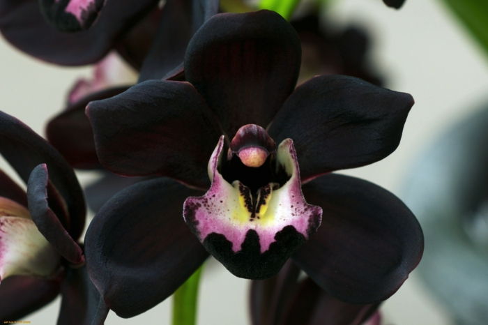 črno-Orhideen vrste