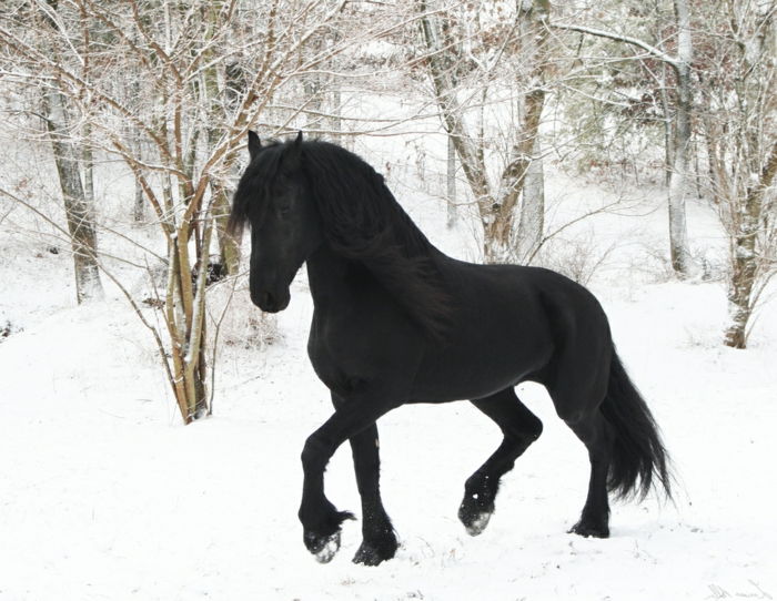 svart hest i snø