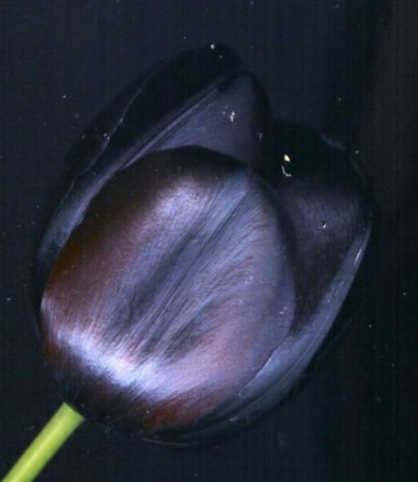 nero-tulipano-fotografia scattata dal-proprio-near--