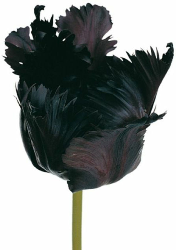črno-tulipana-ozadje-v-belo barvo