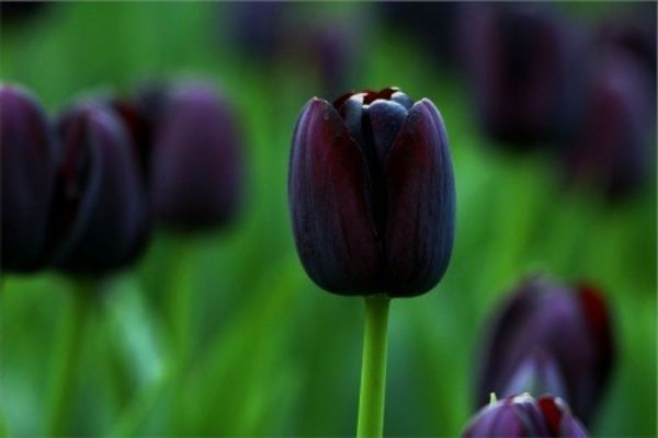 black-tulipán-on-a-hlásená