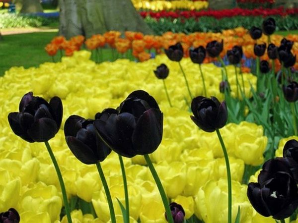 Črn tulipani-in-rumene-cvetovi-zadaj