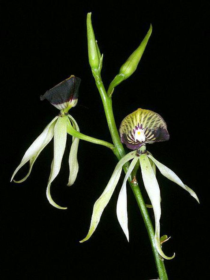 črno ozadje Orhideen vrste