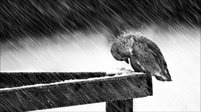 czarno-biała tapeta smutne do okrzyku-a-samotna-sad-ptak