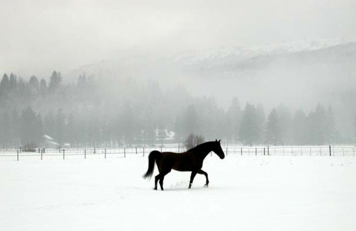 schwaze-hest-i-snø-kontrastfarger
