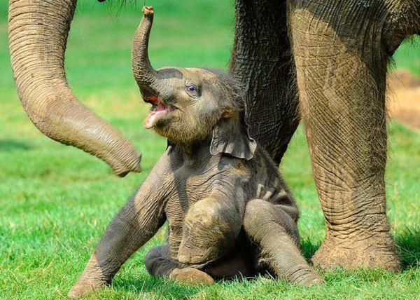 molto-inspiring-image-by-baby-elefante-by-sua-madre