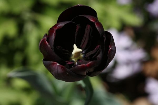zelo zanimivo izdelane slike-a-črno-tulipanov-foto-of-the skoraj popolnoma