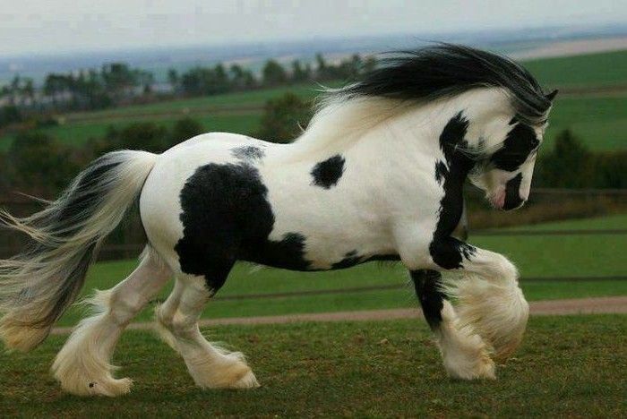 foarte frumos-cal-in-alb-negru și--impetuos-tier