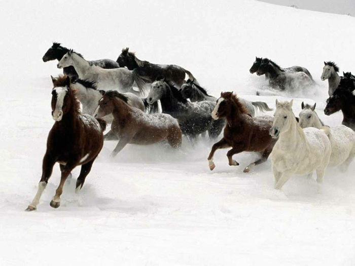 veldig-mange hester-in-snø