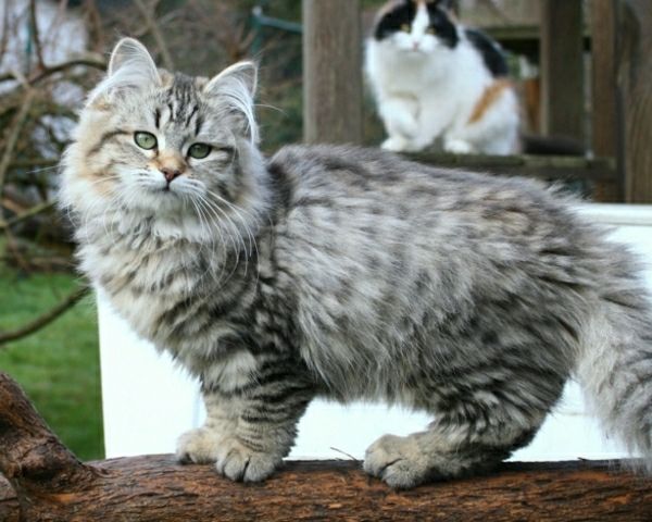 pisicile din rasa Siberian două pisici Hof