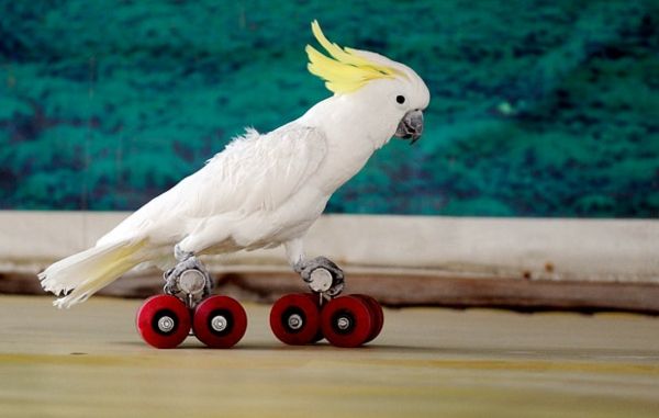 skridskoåkning papegoja Parrot-kakadua tapet