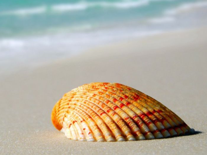 słońce-i-beach-shell-in-pięknych kolorach