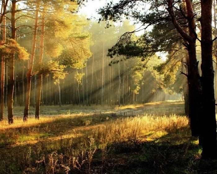 soare-scară-the-pădure-frumos-arbori
