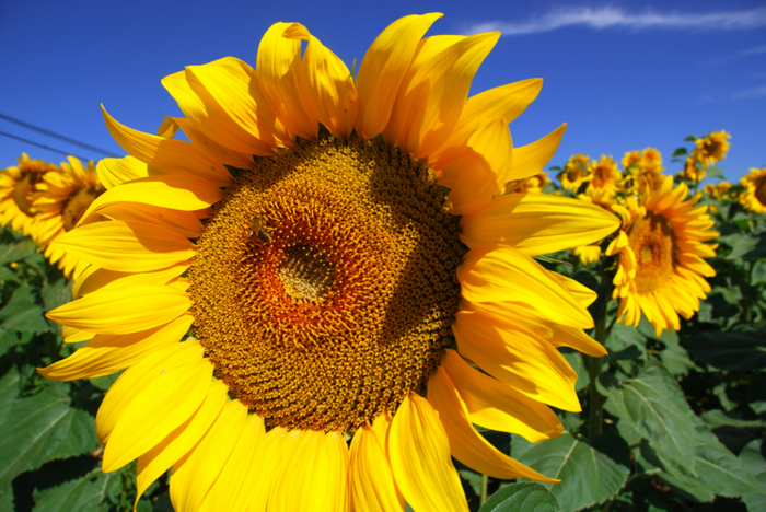 Sončnice, z vročo sliko ozadja prinašajo poletno razpoloženje domov, cvetlični slogi od A do Z.