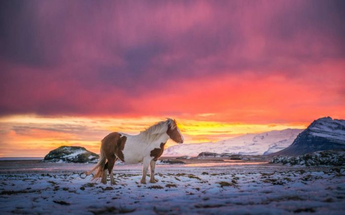 sunset-cavalo-de-neve