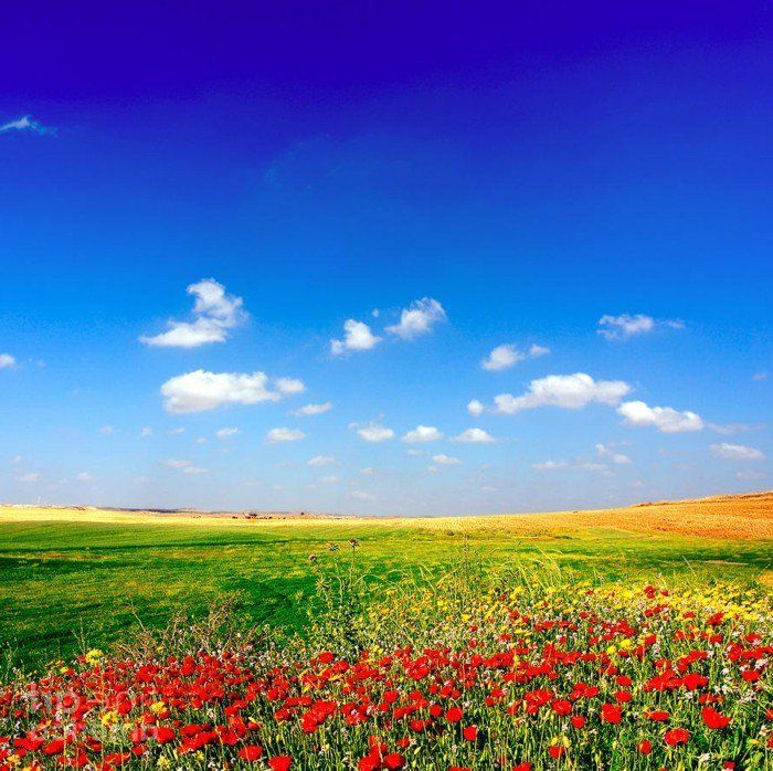 soligt fält med vackra Poppies