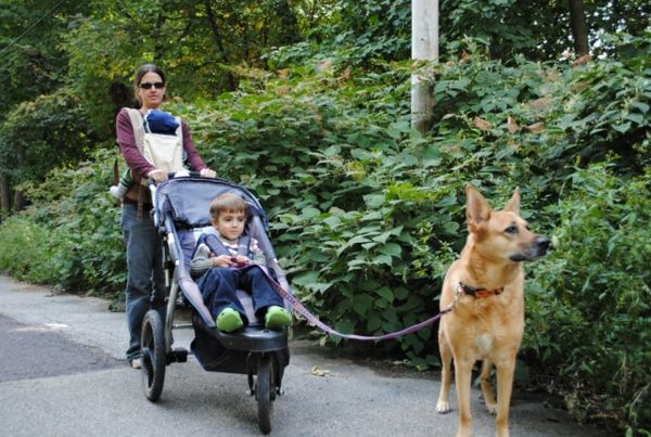 walk-med-barnevogner og-hund-veldig-morsomme-foto