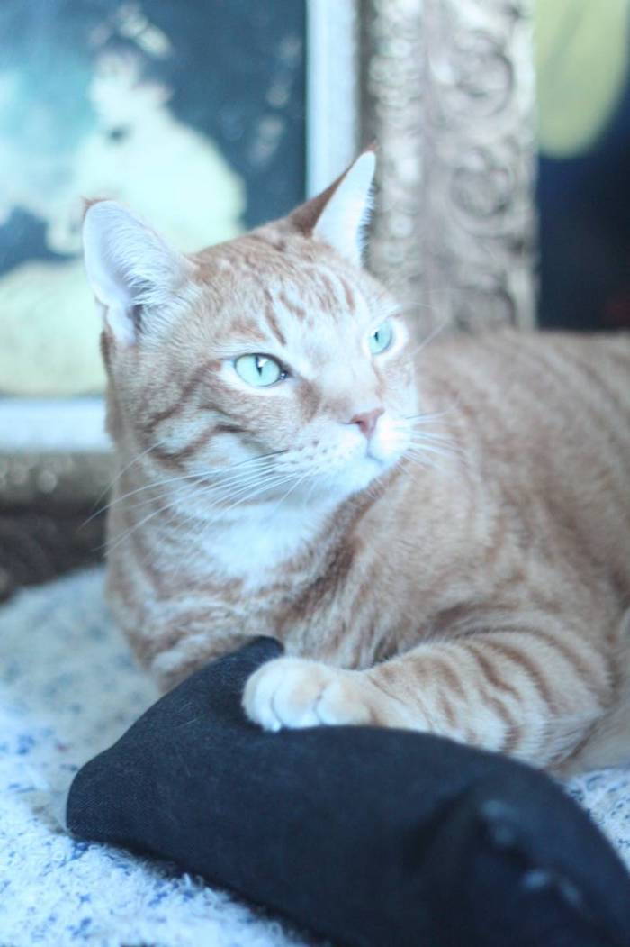 rusva raudona katė su mėlynomis akimis ir juoda žaislė - daromi kačių žaislai