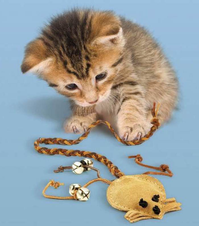 en liten katt med leksaksmus med en lång svans som gör kattleksak