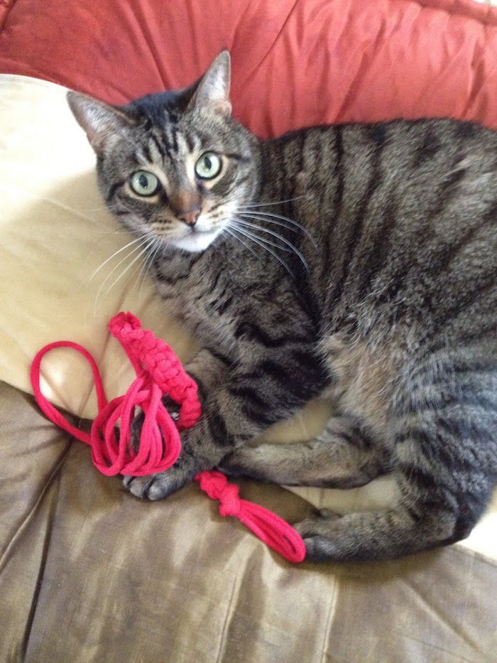 spalvinga katė, žaisdama rožine juostele, žaidžiančia ant lovos, trimis spalvomis - katės žaisliuku