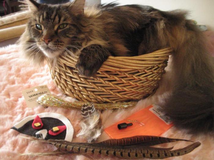 Remeselné hračky pre mačky - mačka v koši a všetko užitočné pre remeselné spracovanie