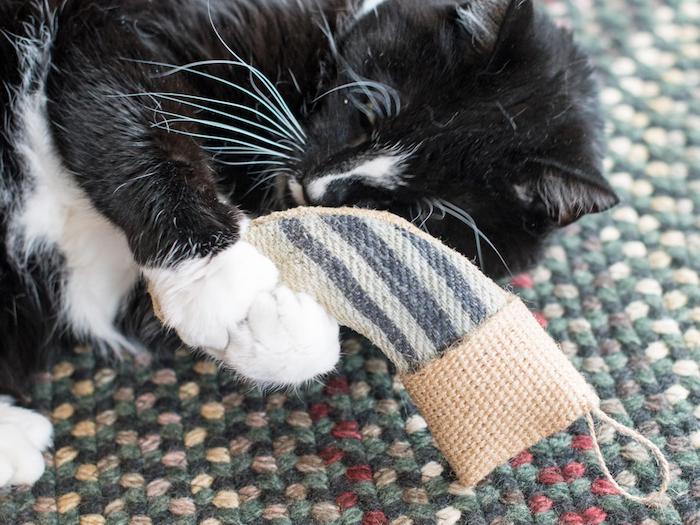 en svart och vit katt som leker med en kattleksaker med socka
